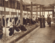 99688 Afbeelding van enkele koeien in een tijdelijke stal op de agrarische beurs (Vredenburg) te Utrecht die ...